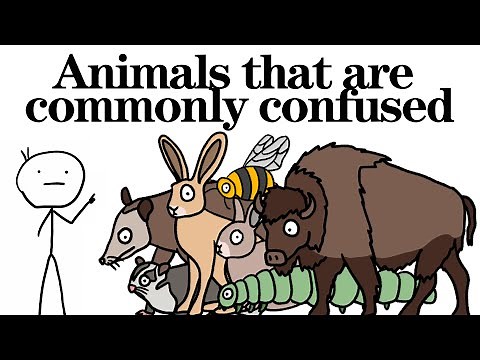 Animals that are commonly confused