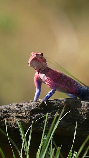 🕷️🦎 Meet the real-life Spider-Man! The Mwanza flat-headed rock agama (Agama mwanzae), affectionately nicknamed the “Spider-Man agama” for its striking red and blue colouration, looks like it’s just swung out of a Marvel movie! Found in Tanzania, Rwanda, and Kenya, this vibrant lizard thrives in the sun-soaked landscapes of the African semidesert. When the sun blazes overhead, it emerges to bask—its colours glowing against the stone, a living jewel of heat and light. But these dazzling shades a