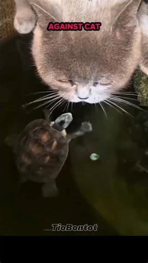 Turtle Reflex Vs Cat #cat #trollfaceedit
