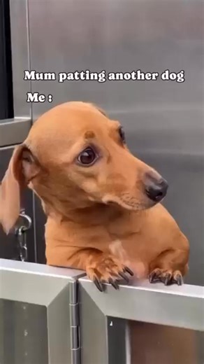 5.4K views · 141 reactions | The Dachshund, also known as the “sausage dog,” is a beloved breed famous for its | I Love My Dachshund | Facebook