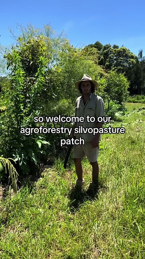 PART 1 : Explaing some of the basic elements of syntropic agroforestry here at Misty Creek Agroforestry 🐓🐮🍃 #syntropicagriculture #syntropicagroforestry #holisticmanagement #silvopasture #regenerativeagriculture #regenerativefarming #mistycreekagroforestry