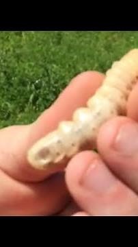 Would You Eat this Massive Grubworm for $1,000?