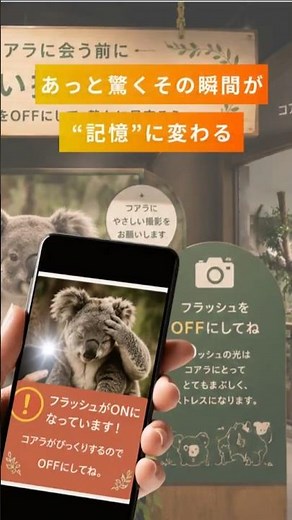 【コアラを守るアイデア】フラッシュ撮影を自然に防ぐ体験型フォトスポットとは？ #ショート