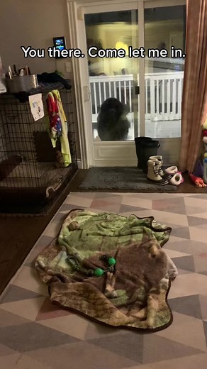 #dogsoftiktok #newfoundlanddog #fyp