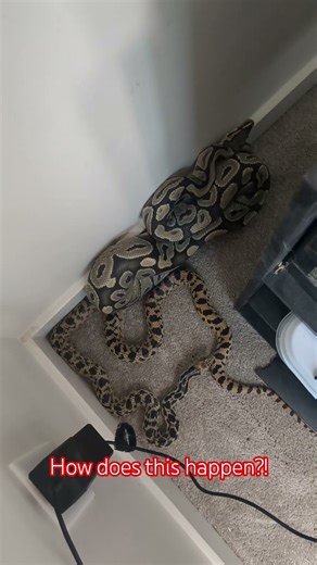 FINDING SNAKES IN YOUR ROOM! #snakes #ballpython #gophersnake #scary #horror