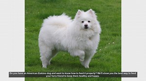 How to Properly Feed Your American Eskimo Dog