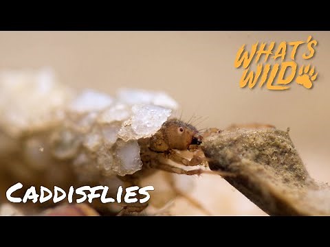 Caddisflies | What's Wild