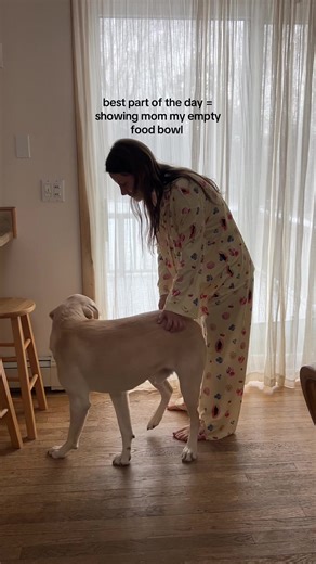 Labrador Spins for Joy!