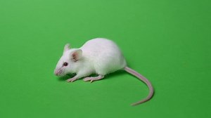 White Laboratory Mouse On Green Background Stock Footage Video (100% Royalty-free) 1022437495 | Shutterstock