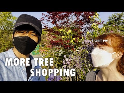 Another Japanese tree festival (they gave us one for free!)