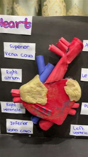 Heart pumping working model!🫀#working model#project#shorts