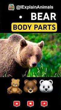 Bear’s Powerful Body EXPLAINED in 30 Seconds! 🐻💪 | #Shorts