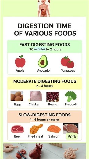 Fast vs Slow Digesting Foods | How long does it take for your food to digest?