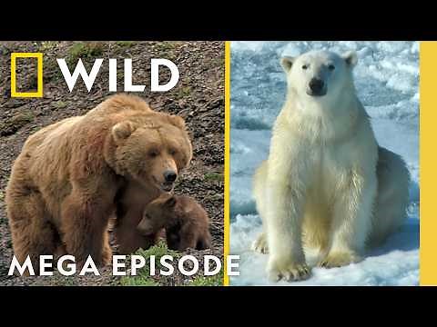 Bear Survival in the Wilderness | MEGA Episode Special | Nat Geo Animals
