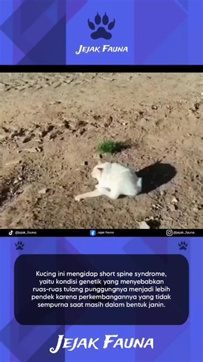 Kucing Putih dengan Short Spine Syndrome: Unik dan Menarik