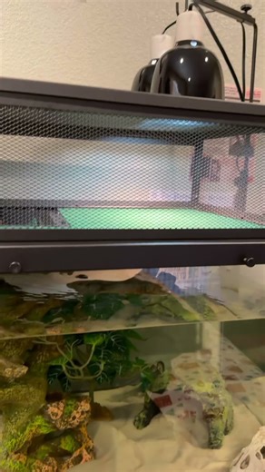 New tank setup 🤩 #turtle #reptiles #shorts #aquaticpets #turtlewatching