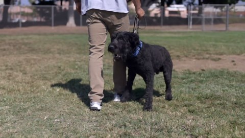 BRING DA SMOKE - BOUVIER DES FLANDRES