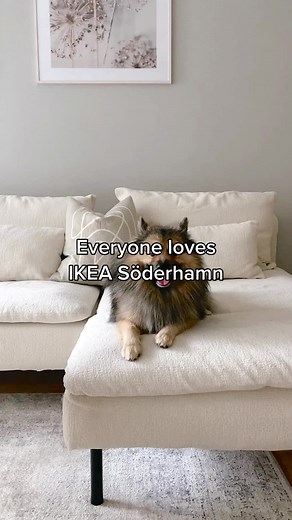 Everyone loves Söderhamn! The timeless IKEA modular sofa series can be assembled to fit almost any space, and with a cover from Bemz it will reflect your style perfectly. Seen here in the home of @Kaja Marie with a cover in Teddy Ecru, IKEA Söderhamn has never looked more chic. 👌 Felix approves and that's all the confirmation we need. 🐾 #bemz #bemzdesign #söderhamnsofa #ikeasöderhamn #ikeasofa #sofahack #ikeahack #slipcover #foryou #foryoupage