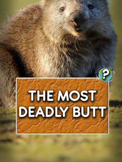 The Most Dangerous Butt in the World: Meet Wombats
