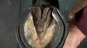 43K views · 653 reactions | **Modifications for Fetlock Varus Front...