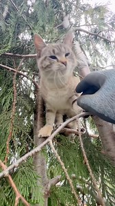 This little sweetie was rescued yesterday from a cedar in Tacoma. She spent the night at 40ft | Canopy Cat Rescue