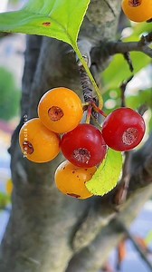 166K views · 2.7K reactions | 3 Rare Exotic Fruits You’ve Probably Never Seen Before! #shorts #plants #farming #nature #reels #India #fruits #instagram | The Facts Hub | Facebook