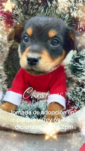Jornada de Adopción en el Parque Virrey - 7 de Diciembre