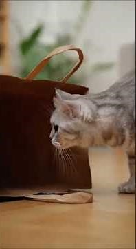 😹 Cats Jumping & Freaking Out! | Funniest Scared Cat Reactions Ever