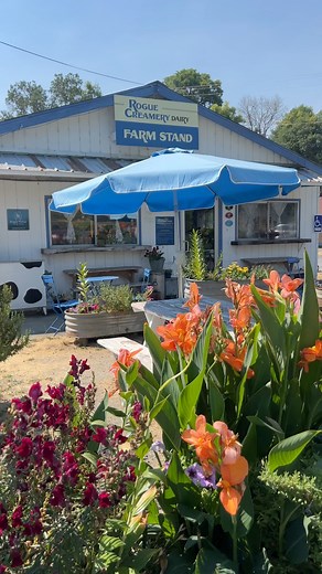 Located along the banks of the Rogue River, this certified organic creamery is not only renowned for their amazing gourmet cheeses, but also innovative operations and commitment to sustainability. While visiting the Rogue Creamery Dairy Farm , take the free tour of the property, including their state-of-the-art milking parlor, the “Cow Palace”. Afterwards, peruse the giftshop, take home their award winning Rogue Blue, and try their famous grilled cheese. #takeanewroute #visitgrantspass📍: Rogue 