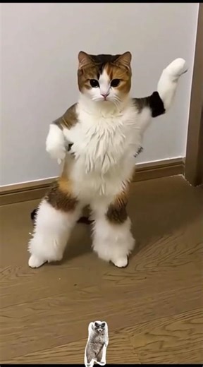 Best Dancing Cat Moments on the Internet #funnycats