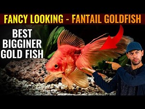 Fantail Goldfish Uncovered: Everything You Need to Know!