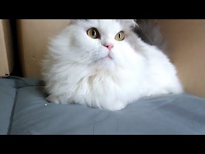 New purring melody, Human