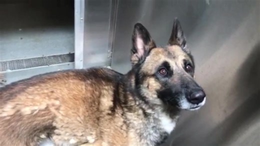 26K views · 2K reactions | Rest in paradise, Shadow.  RUN FREE,...