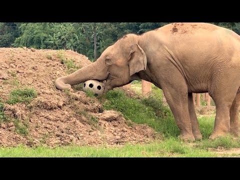 This Elephant Finally Found a Ball He Can't Break - ElephantNews