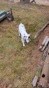 My pups | Tony Bennett Dickering