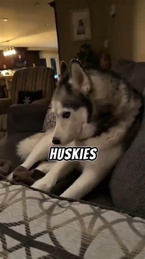 This dog was built for the Arctic… not your living room ❄️🐺 #dog #shorts #animals