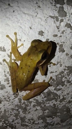 banner sound 🐸🐸🐸🐸🐸🐸🐸🐸🐸🐸