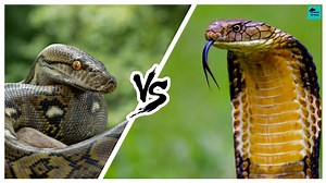 King Cobra vs Python - Who Would Win?Animal Face-offs Elysian Of Wild