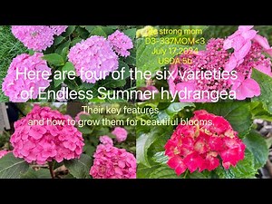 Four of the six varieties of Endless Summer hydrangea, their key features, and how to care for them.
