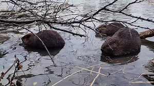 16K views · 2.3K reactions | Happy Monday everyone! In this video from last night, these three beavers were nibbling on small branches next to the lodge. | Mike’s photos and videos of beavers | Facebook