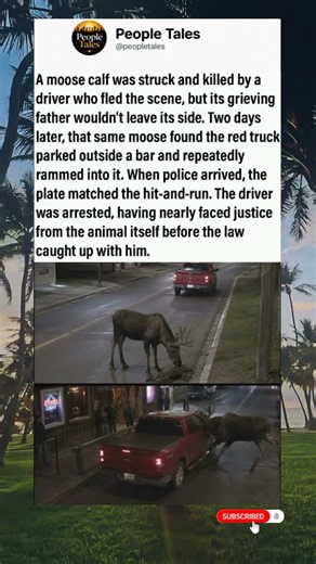 A grieving moose tracked down the truck that killed its calf, rammed it.