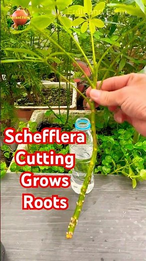Schefflera Cutting Grows Roots in Water After 1 Month
