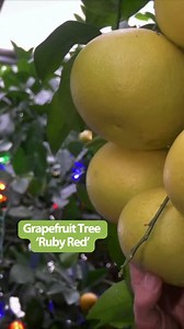 3.8K views · 94 reactions | Grapefruit 'Ruby Red' is showing off for us this year! Check out this gorgeous display of grapefruit goodness  | Logee's Tropical Plants | Facebook