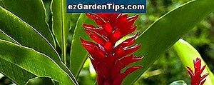 Lista de plantas nativas de Georgia 🌱 Tips Jardineros - Es.ezGardenTips.com
