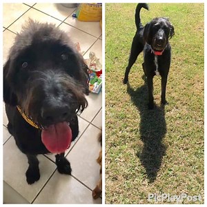 UPDATE: VADER HAS FOUND HIS FOREVER HOME! Vader-TX, a 2 year old F1 Labradoodle, is available for adoption; he is in a foster home in Houston, TX. Vader is an amazing dog full of love. He wants nothing more than to please his family and be with them...he would love fetch daily walks too! To read more about Vader, see his listing here: https://www.petfinder.com/dog/vader-tx-41134291/tx/houston/idog-rescue-inc-tx1224/ | IDOG Rescue - Labradoodle & Goldendoodle Rescue