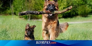 8 Ras Anjing Terkuat di Dunia, Dijadikan Anjing Gembala dan Pemburu