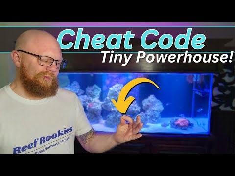 Adding COPEPODS to your Reef Tank is like having a cheat code!