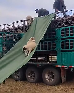 A sheep slide 🛝 | Viral Stories