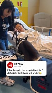 Waking up from anaesthesia to a miniture horse playing the keyboard would confuse me even more 🤣 #horse #hospital #animal #funny | 89.7 Bay