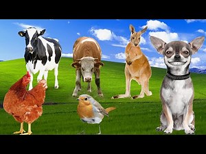 Running speed of animals - cow, dog, cat, tiger, leopard, snake, dog